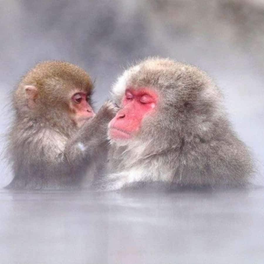 Nagano & Tokyo: Snow Monkey Private Customizable Day Tour - Who Should Consider This Tour?