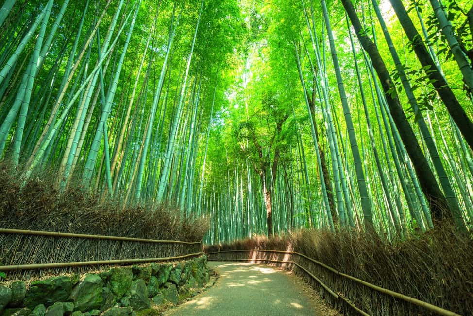 Kyoto: Guided Tour of Bamboo Forest, Temple and more - Why This Tour Offers Good Value