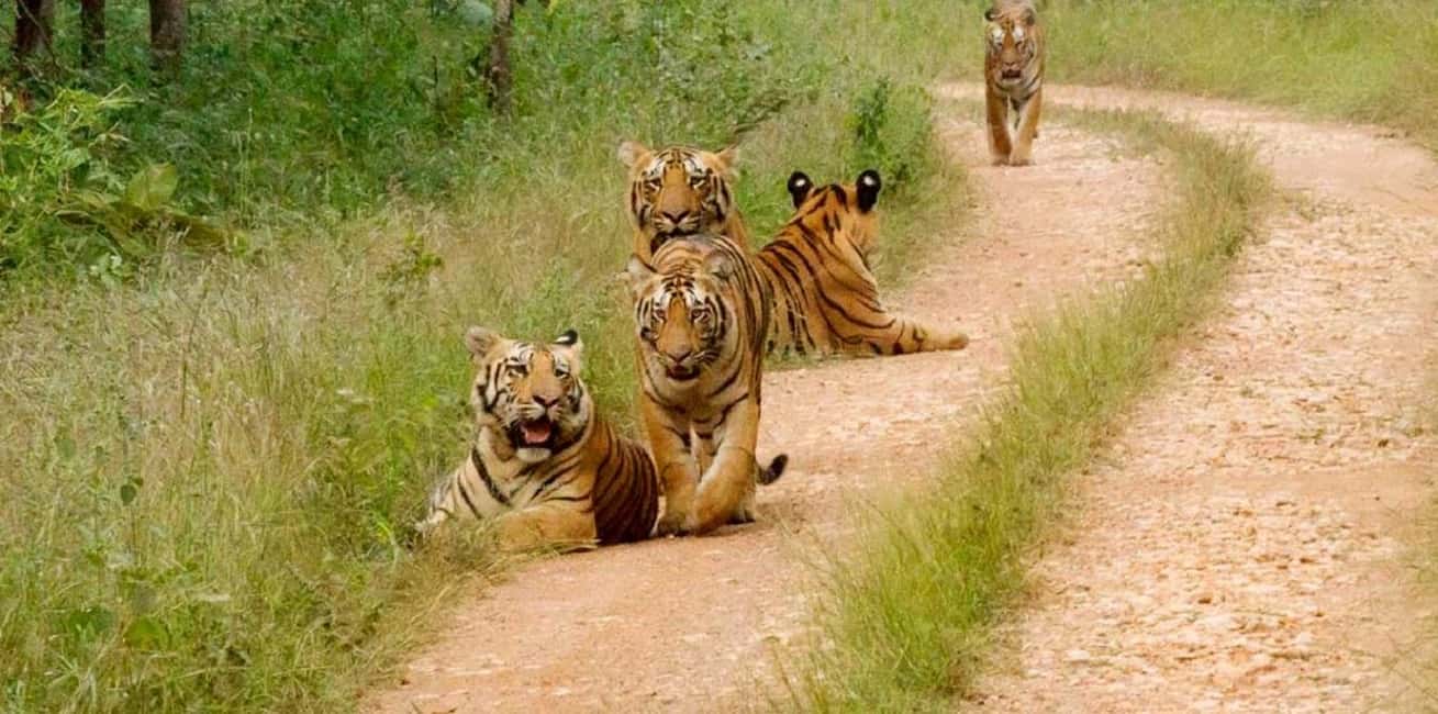 From Delhi: 5-Day Tiger Safari & Golden Triangle Tour - Key Points
