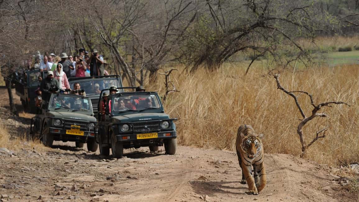 From Delhi: 5-Day Tiger Safari & Golden Triangle Tour - A Detailed Look at the 5-Day Itinerary