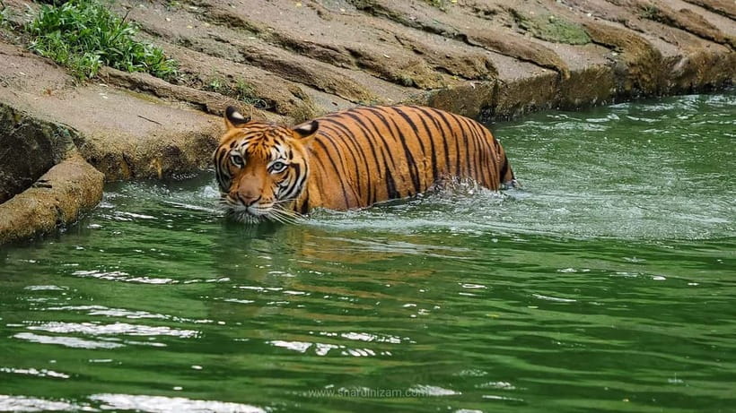 From Penang: Enlightening Taiping Private Day Tour - Introduction: A Perfect Day Out of Penang