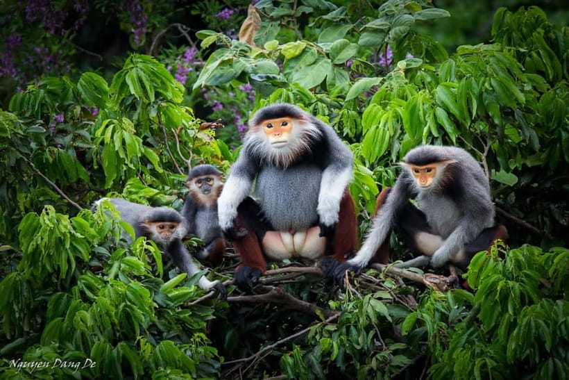 Ninh Binh: Cuc Phuong Jungle Hike & Wildlife Day Trip - What Sets This Tour Apart?