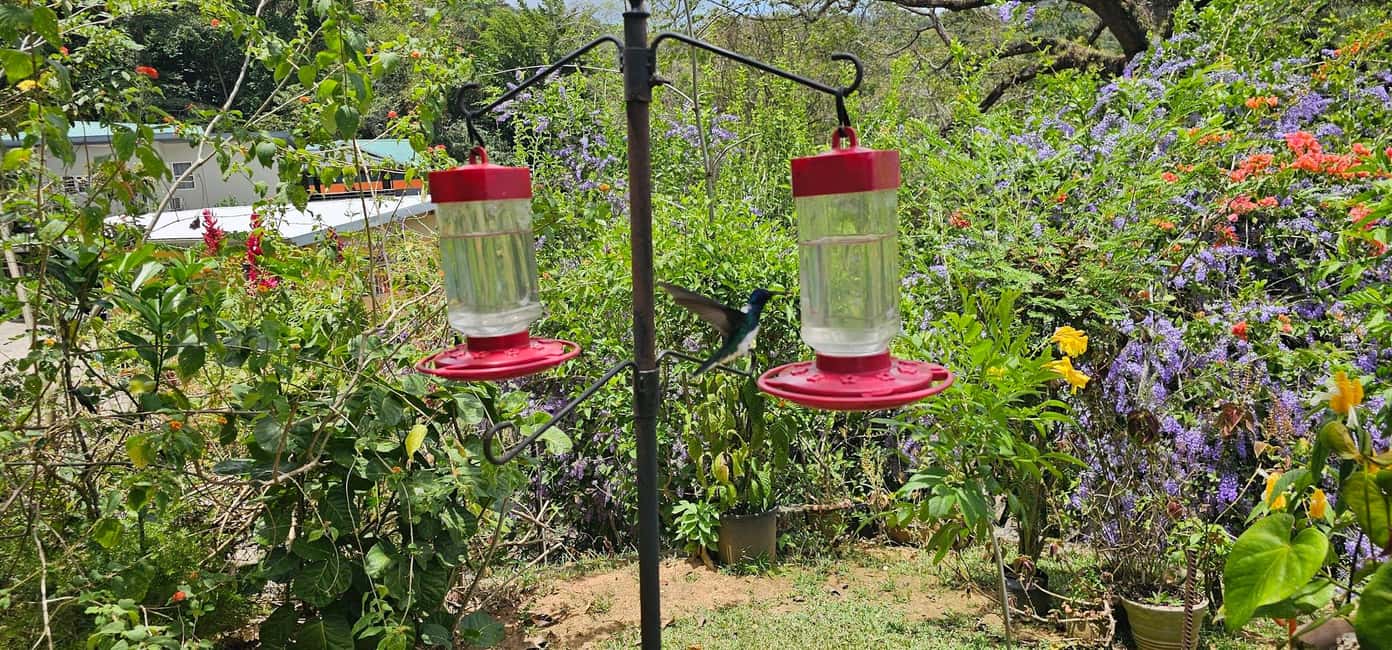 Trinidad: Birding Day Tour with Yerette and Caroni - A Detailed Look at the Trinidad Birding Day Tour