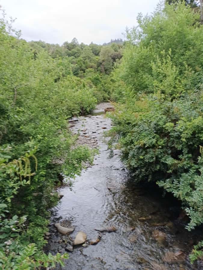 Rotorua (:) Whirinaki Forest Day & Night Walking With Us - Who Should Consider This Tour?