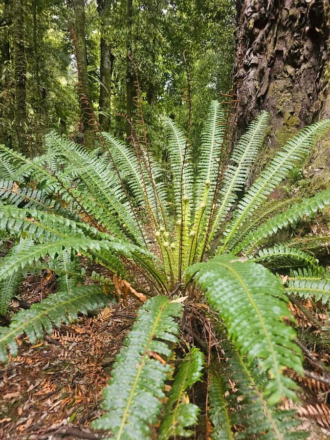 Rotorua (:) Whirinaki Forest Day & Night Walking With Us - FAQ