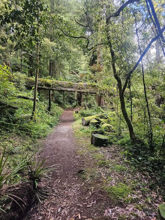 Rotorua (:) Whirinaki Forest Day & Night Walking With Us - The Sum Up