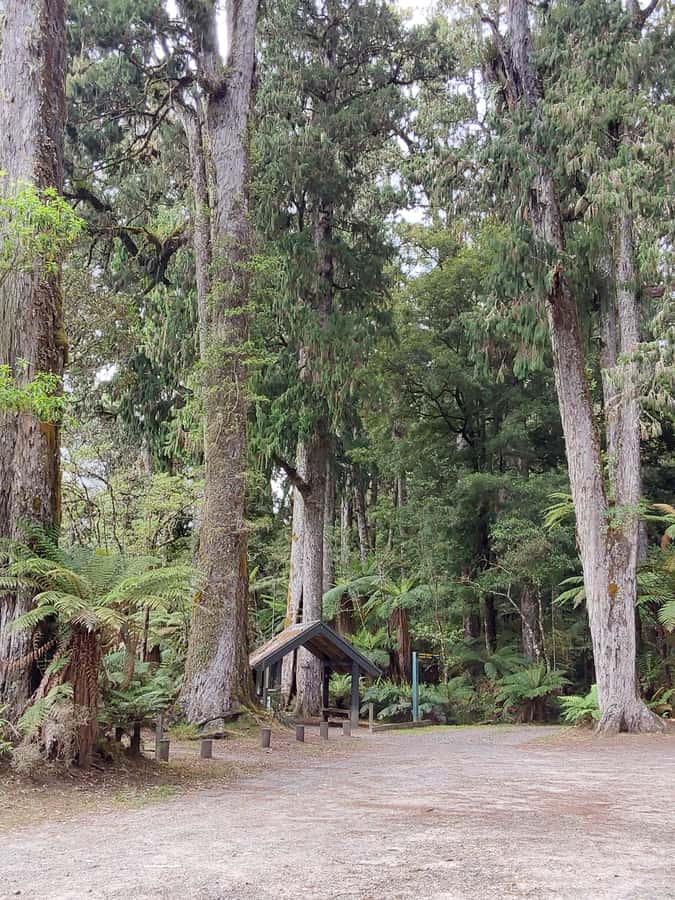Rotorua (:) Whirinaki Forest Day & Night Walking With Us - The Itinerary Breakdown