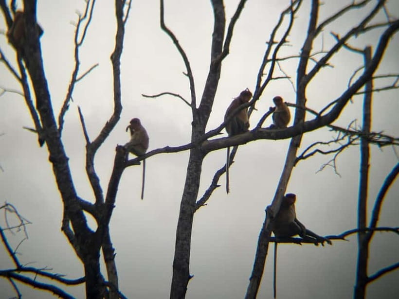 Sabah: Weston Wetland River Cruise with Dinner - Practical Tips for an Enjoyable Experience