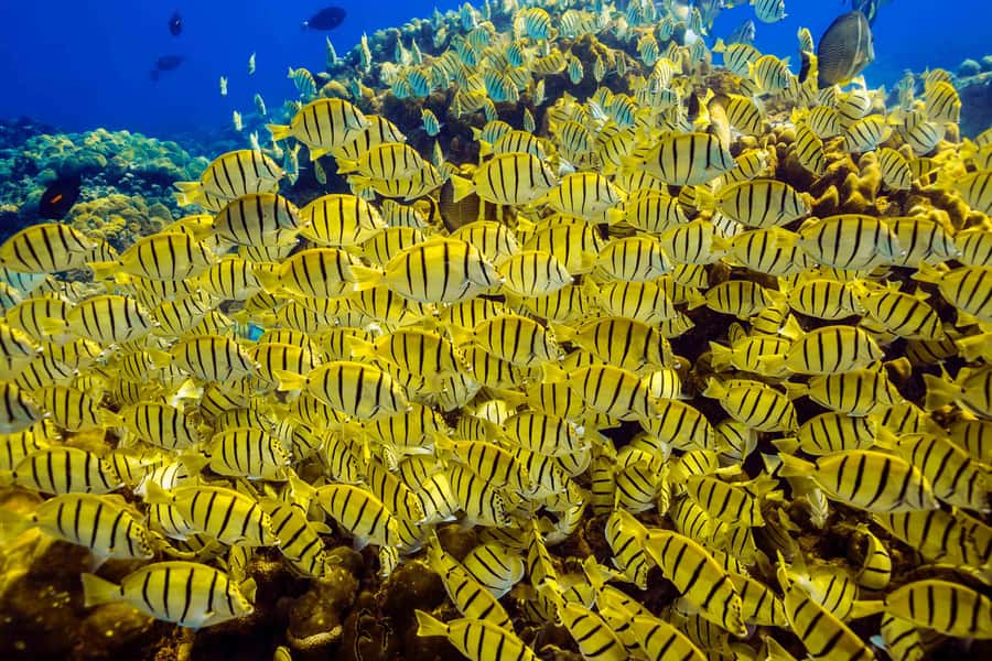 Cabo San Lucas: Scuba Diving in Cabo San Lucas Marine Park - Final Thoughts
