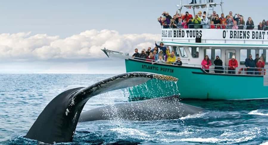 From New York: New England,Rhode Island & Cod Bay 3-Day Tour - Who Would Love This Tour?