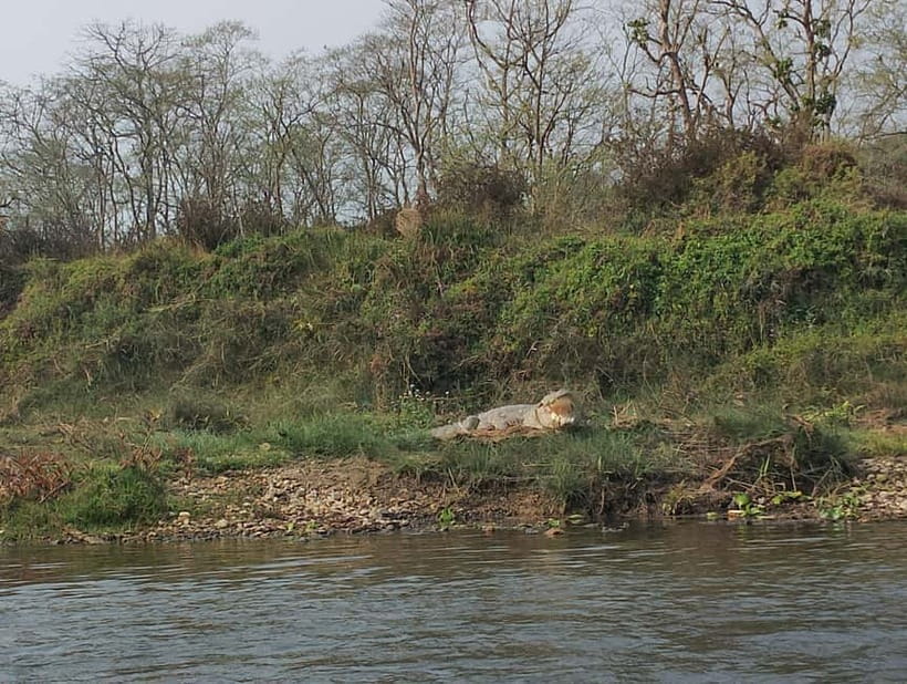 Chitwan Combo Tour: Jeep Safari, Canoeing & Jungle Walk - FAQ