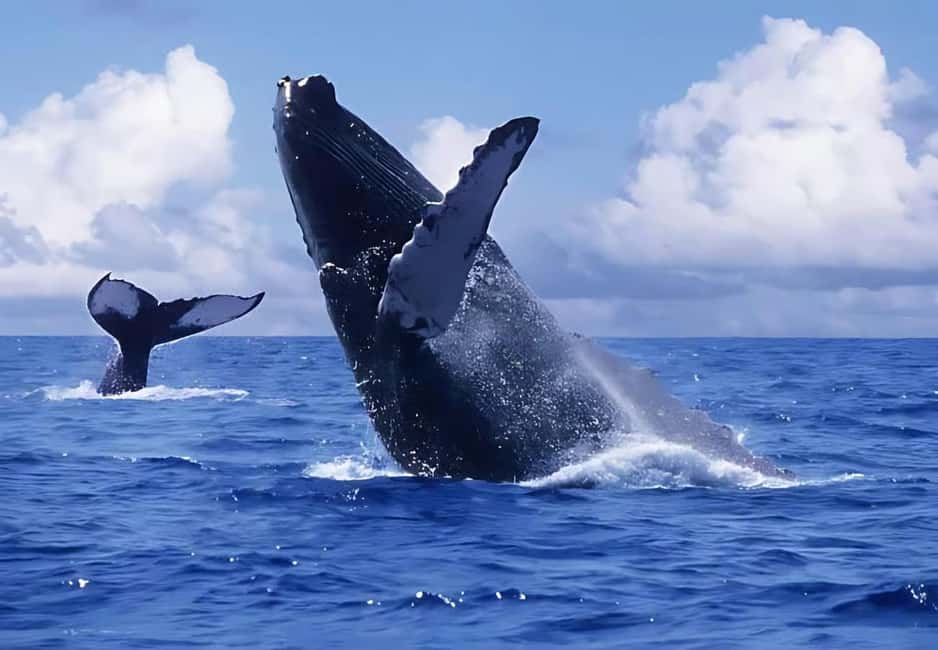 Punta Cana: Samaná Peninsula Whale Watching Day Trip - FAQ