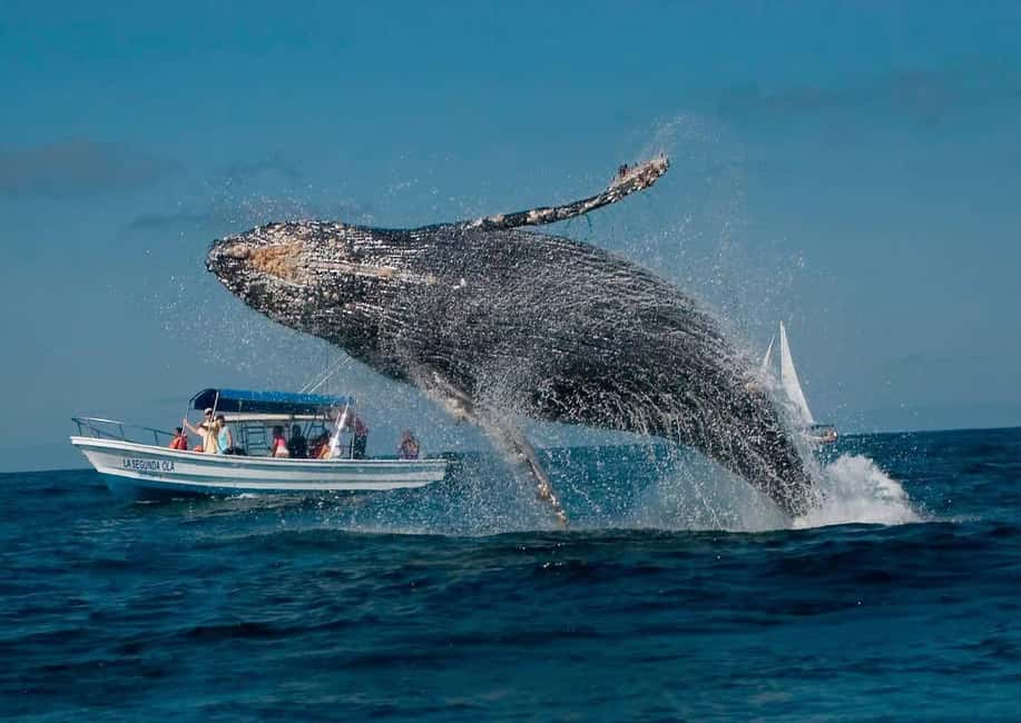 Punta Cana: Samaná Peninsula Whale Watching Day Trip - What to Expect and Practical Tips
