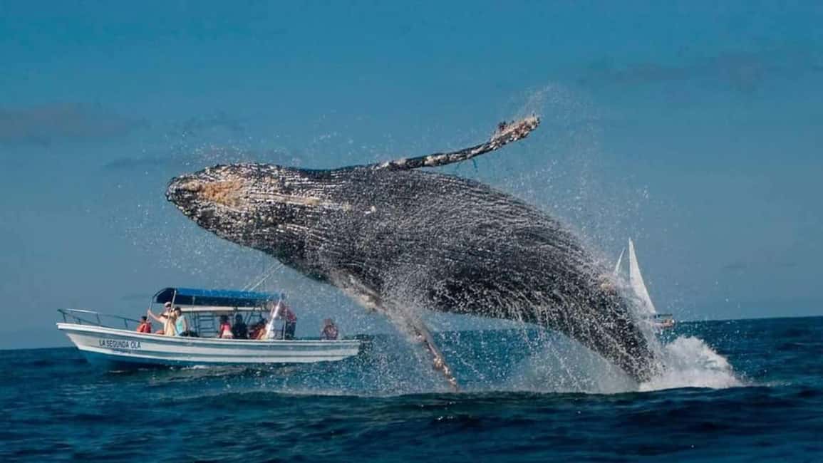 Punta Cana: Samaná Bay Whale Watching & Cayo Levantado - Frequently Asked Questions