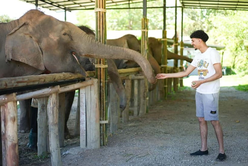 Chiang Mai: Jungle Jumbo Elephant Sanctuary with Waterfall - Chiang Mai: Jungle Jumbo Elephant Sanctuary with Waterfall — A Genuine and Engaging Day Out