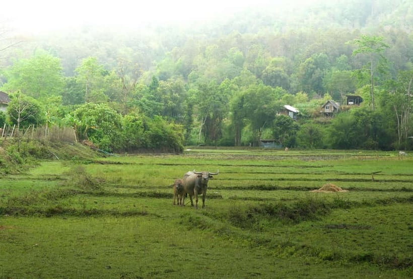 Chiang Mai: Jungle Jumbo Elephant Sanctuary with Waterfall - Final Thoughts: Is It Worth It?  