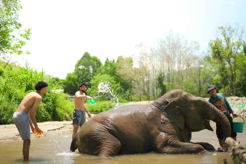 Chiang Mai: Jungle Jumbo Elephant Sanctuary with Waterfall - Authenticity and Care: What Travelers Say  
