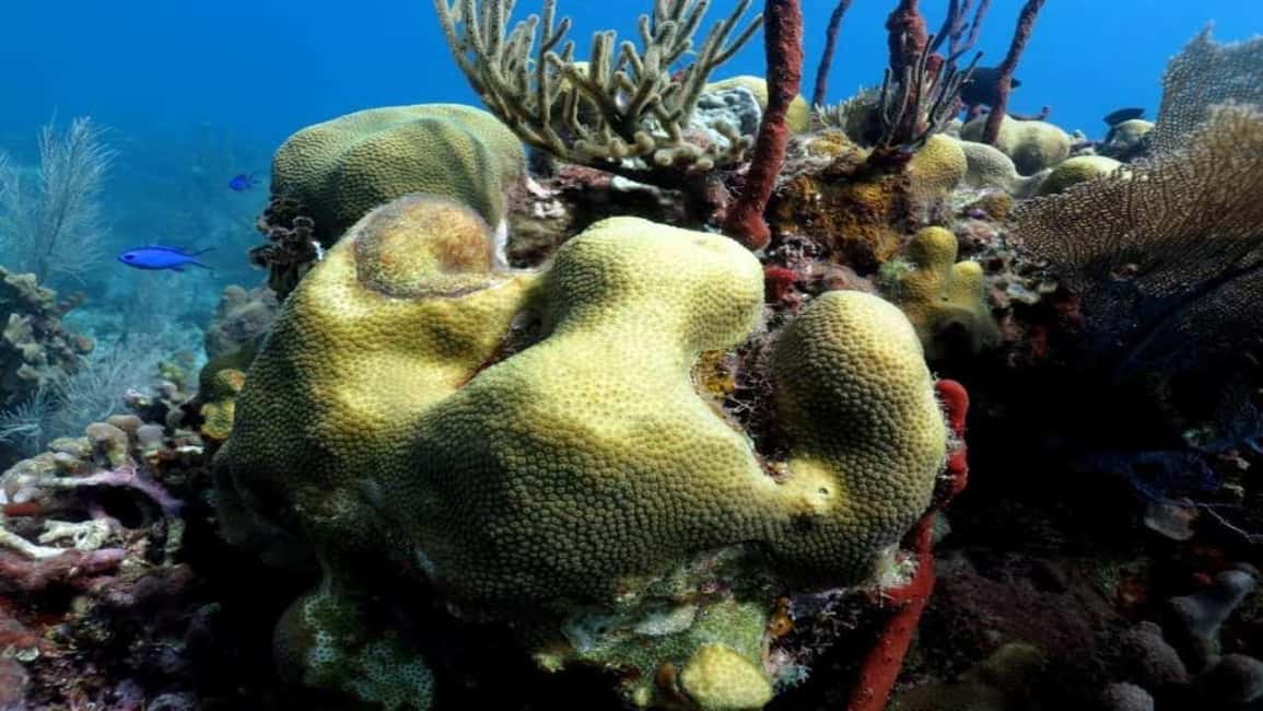 La Romana: Saona Island Tour with Lunch for Mein Schiff - The Practicalities: What You Need to Know