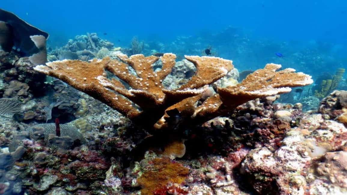 La Romana: Saona Island Tour with Lunch for Mein Schiff - Frequently Asked Questions