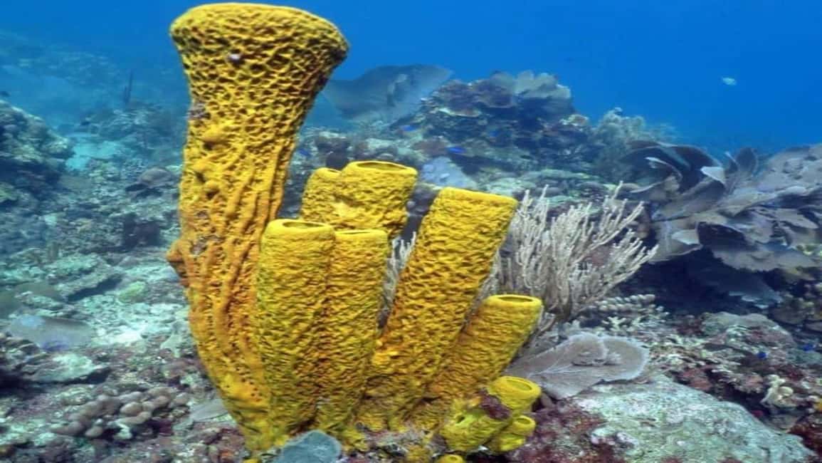 La Romana: Saona Island Tour with Lunch for Mein Schiff - The Authentic Experience and Who Will Love It