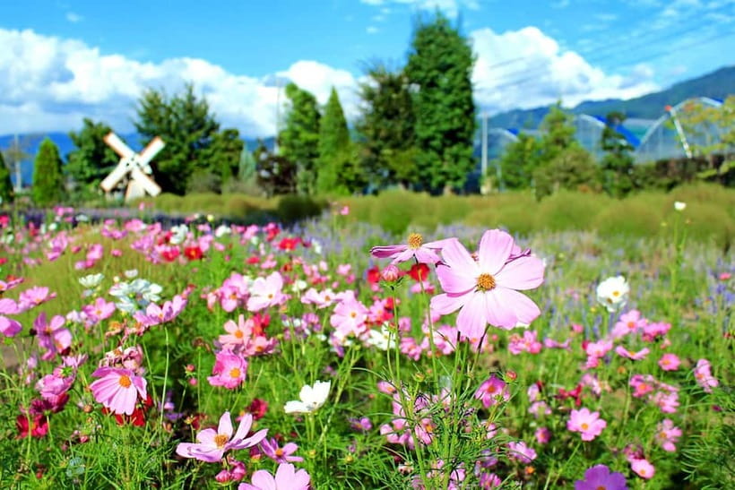 Shine Muscat Buffet, Fuji Ice Cave & Oshino Hakkai Day Tour - The Sum Up