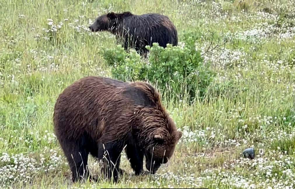 Anchorage: Bears, Beers, and Glacier Tour - What to Expect from Your Day in Alaska