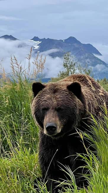 Anchorage: Bears, Beers, and Glacier Tour - Who Will Love This Tour?