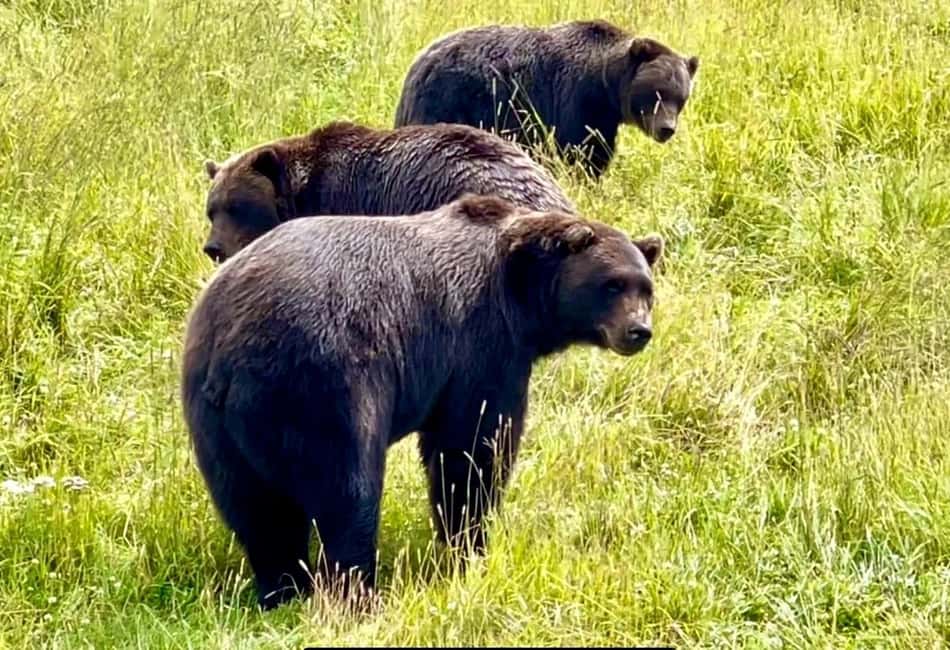 Anchorage: Bears, Beers, and Glacier Tour - Key Points