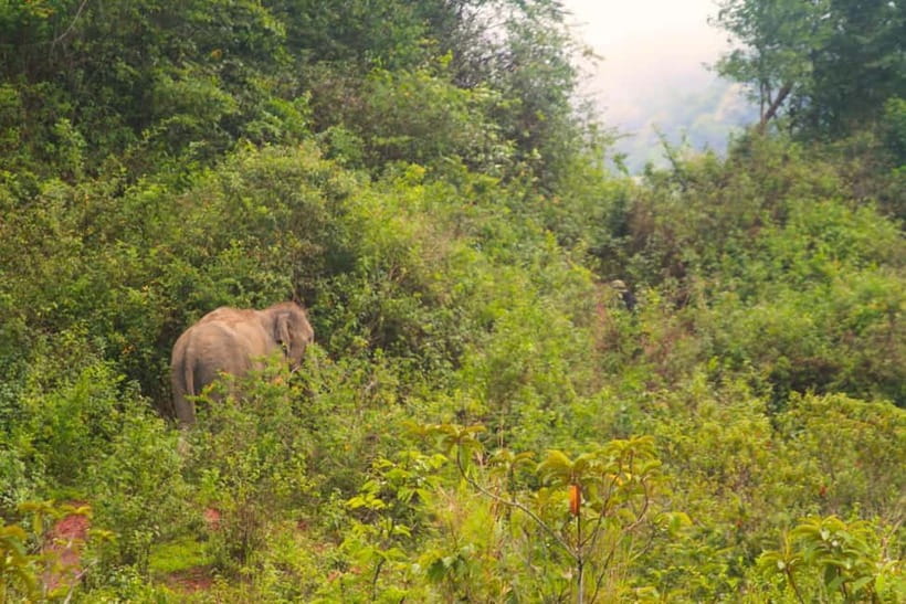 Chiang Mai: Day for Elephant Observation Only Half-day Trip - Key Points