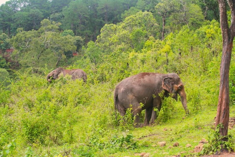 Chiang Mai: Day for Elephant Observation Only Half-day Trip - The Bottom Line
