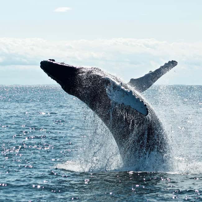 Byron Bay: Whale Watching Tour - Who Will Love This Tour?