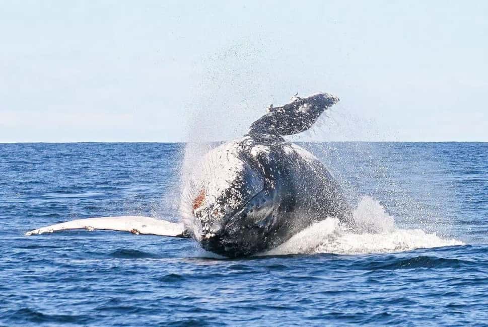 Byron Bay: Whale Watching Tour - Key Points