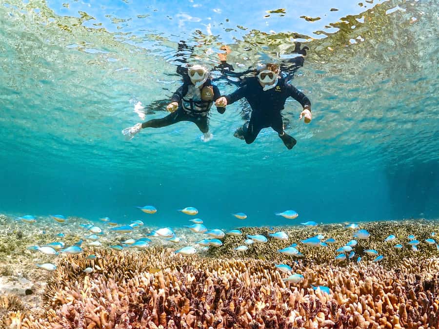 Okinawa Miyakojima: Snorkel Tour with Sea Turtle & Nemo - Good To Know