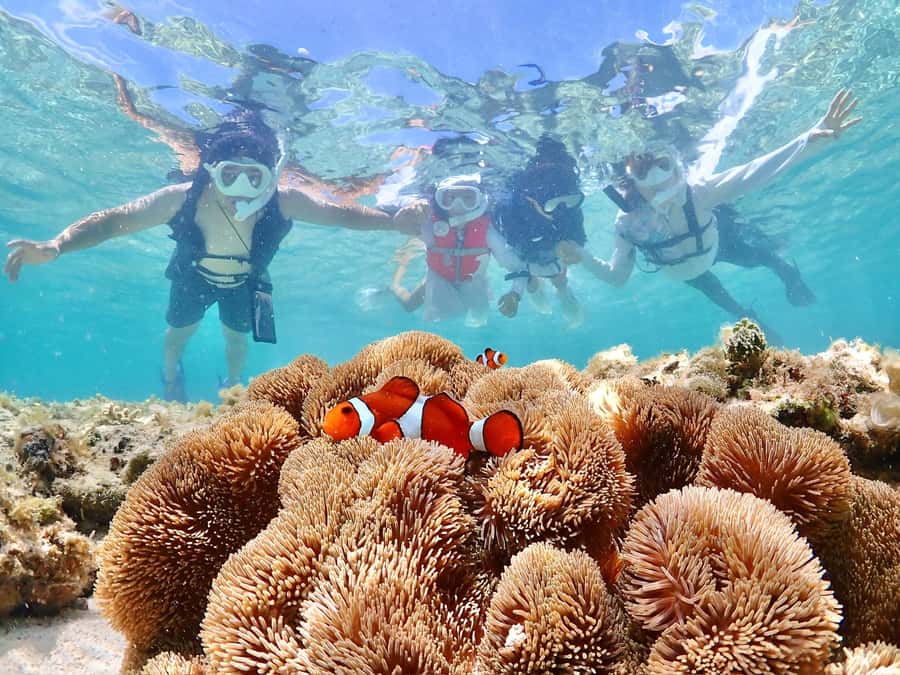 Okinawa Miyakojima: Snorkel Tour with Sea Turtle & Nemo - The Itinerary: What to Expect