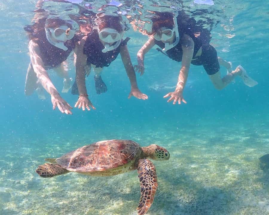 Okinawa Miyakojima: Snorkel Tour with Sea Turtle & Nemo - Who Should Consider This Tour?
