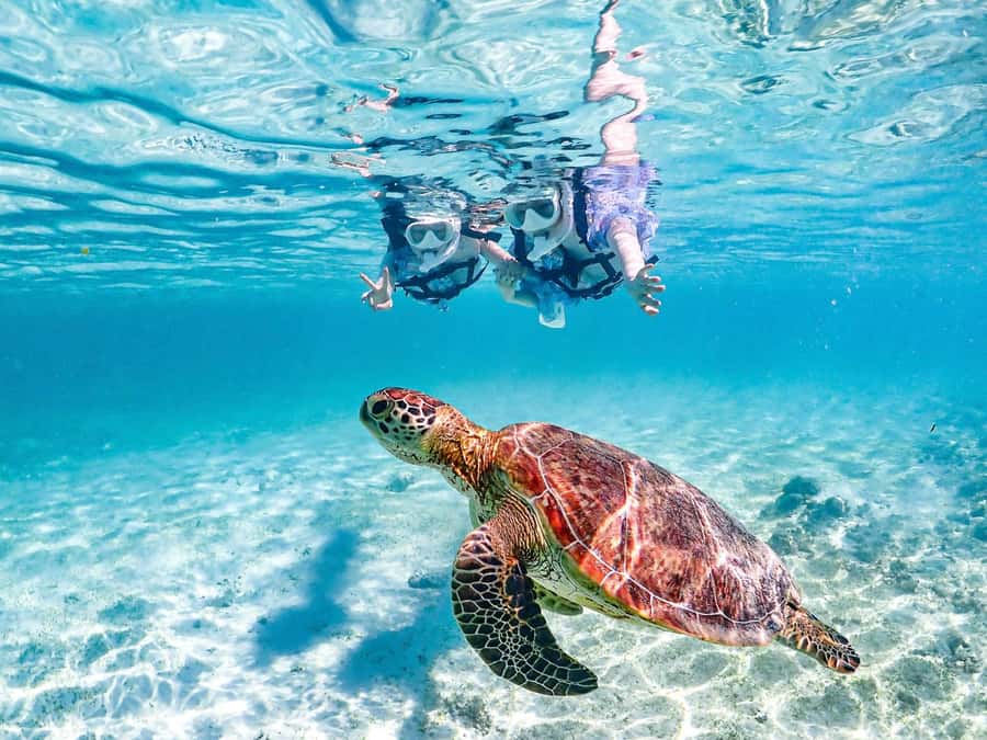 Okinawa Miyakojima: Snorkel Tour with Sea Turtle & Nemo - The Experience: Diving into the Details