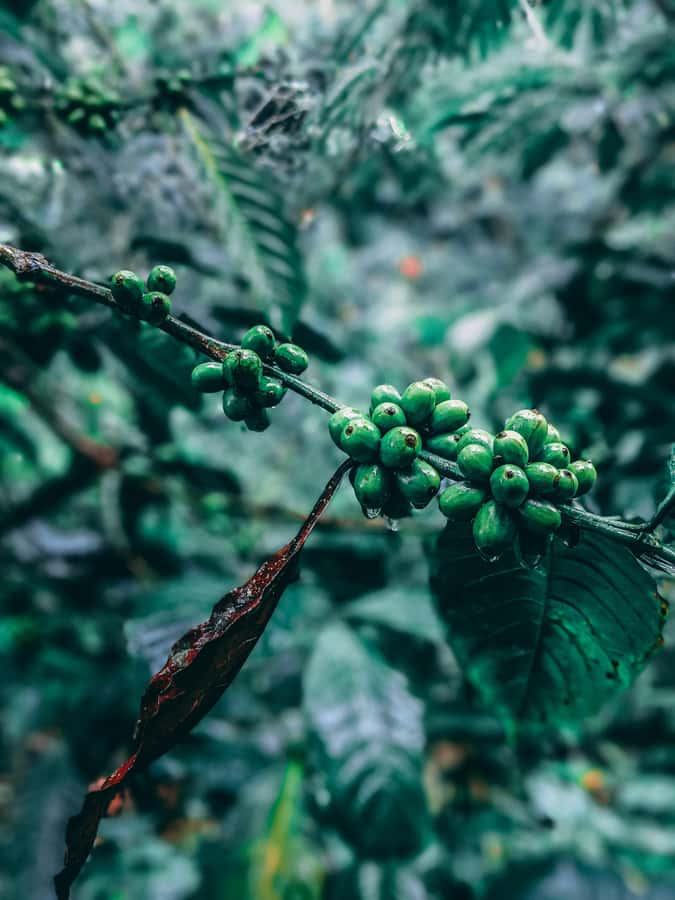 Munduk: Regenerative Roots Permaculture Farm Tour - An In-Depth Look at the Munduk Permaculture Farm Tour