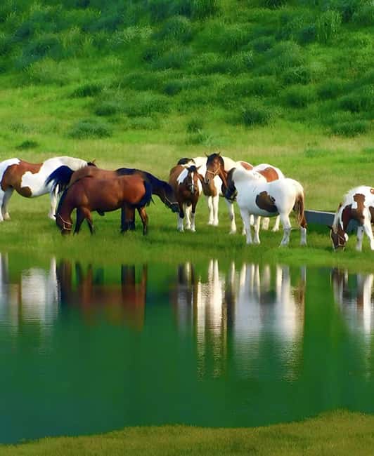 Fukuoka: Mt. Aso Volcano, Kusasenri & Grasslands Day Tour - Good To Know