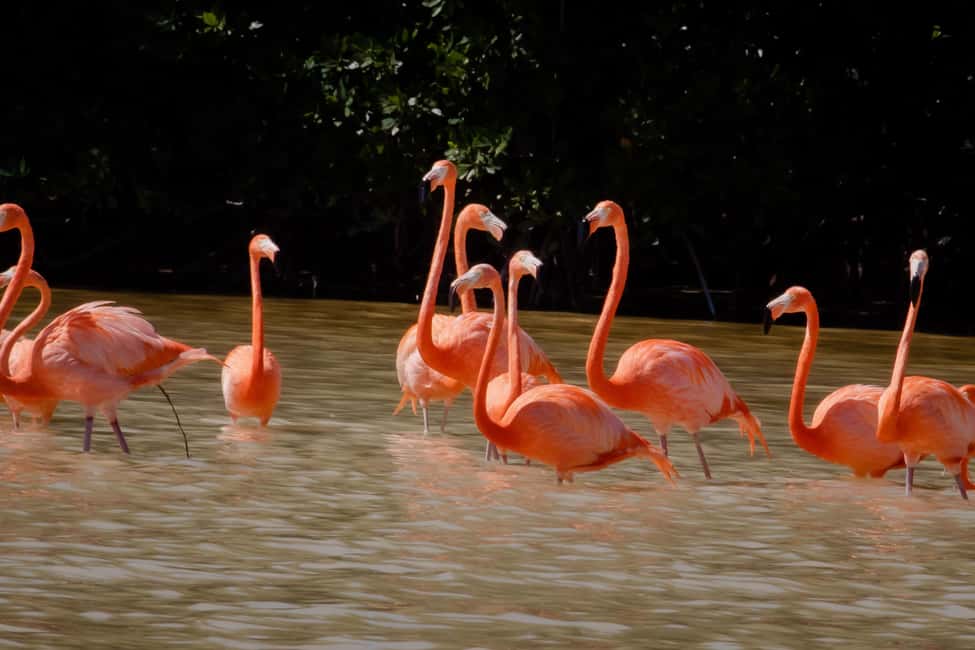 Celestún Flamingos, Beach, and Seafood Tour, leaving from Merida - A Deep Dive into the Celestún Tour Experience