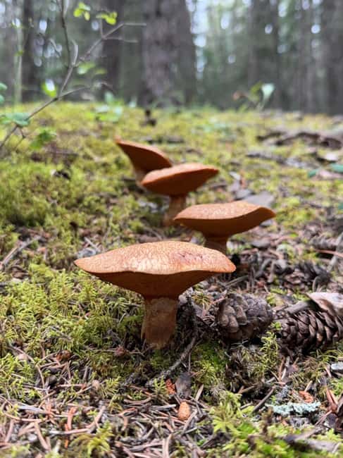 The Sacred Mountains Of Banff And Canmore Walking Tour - Practical Considerations: What You Need to Know