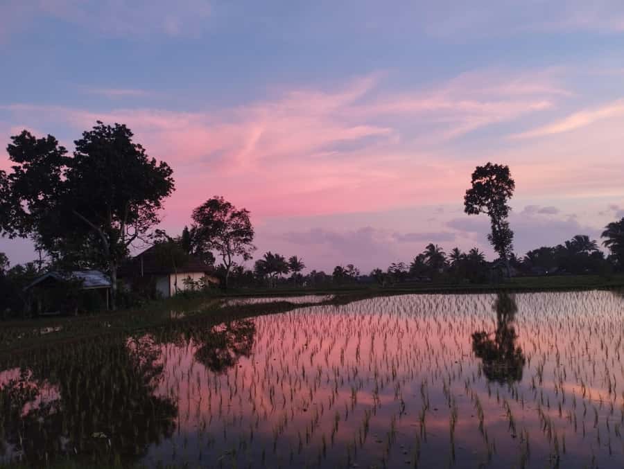 Tetebatu : Ricefield tour,waterfall and monkey forest - The Black Monkey Forest