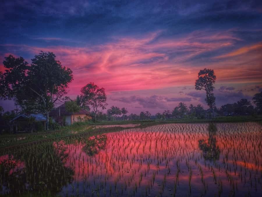 Tetebatu : Ricefield tour,waterfall and monkey forest - The Hidden Waterfall