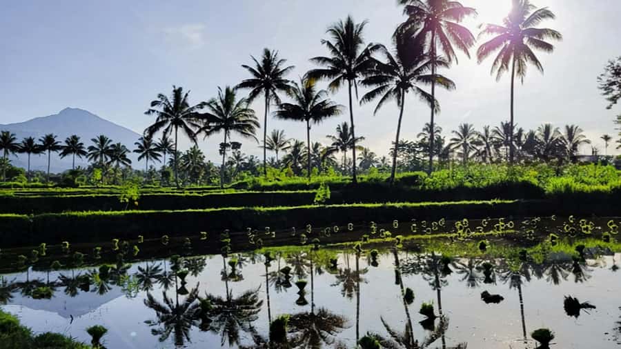 Tetebatu : Ricefield tour,waterfall and monkey forest - Cost and Value