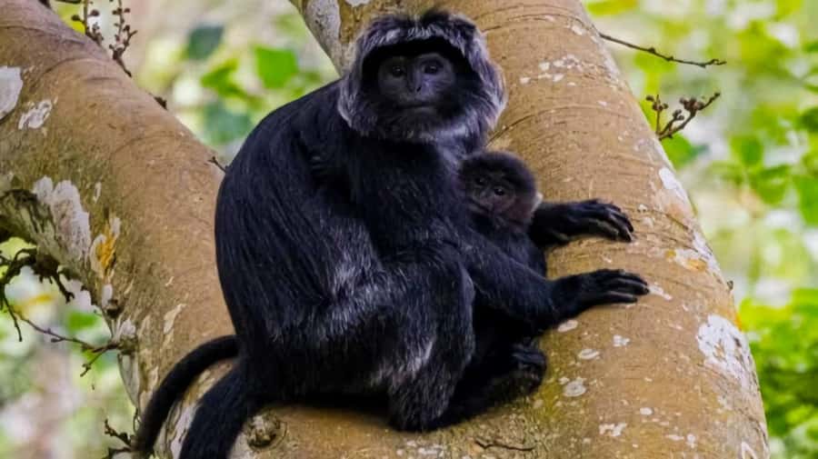 Tetebatu : Ricefield tour,waterfall and monkey forest - Who Should Consider This Tour?