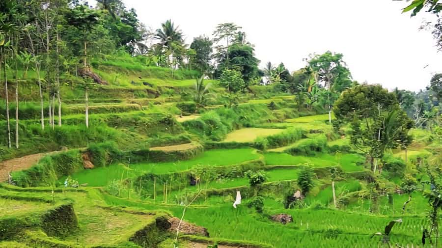Tetebatu : Ricefield tour,waterfall and monkey forest - Additional Highlights
