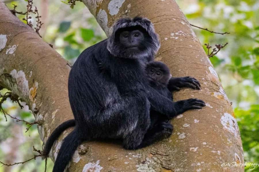 Tetebatu : Ricefield tour,waterfall and monkey forest - Transportation and Group Size