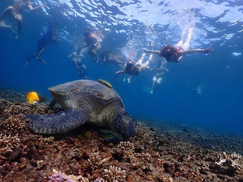 Koh Tao: Underwater Gems, Island Hopping & Snorkel Adventure - Key Points