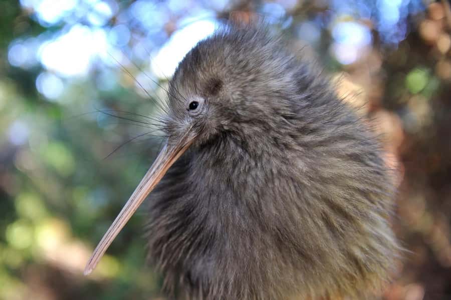 From Auckland: Kiwi Bird Encounter & 3-Course Dinner Tour - A Detailed Look at the Experience