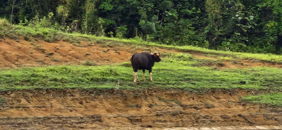 Khao Sok National Park: 3-day nature & jungle tour on Cheow Lan Lake - Key Points