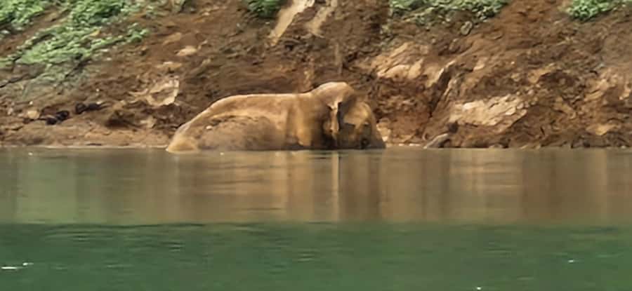 Khao Sok National Park: 3-day nature & jungle tour on Cheow Lan Lake - Breaking Down the Itinerary: What You Can Expect